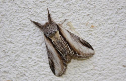 Réf. 241 693 : Pheosia tremula